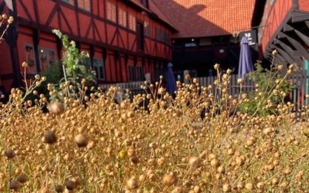HØSTTID – ruskning og farvning i Borgmestergårdens gårdhave